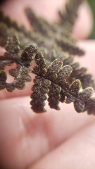 Pentagramma triangularis semipallida