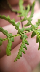 Pentagramma triangularis semipallida