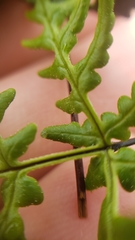 Pentagramma triangularis semipallida