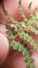 Pentagramma triangularis semipallida