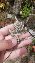 Pentagramma triangularis semipallida