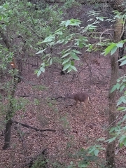Odocoileus virginianus texanus