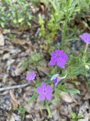 Phlox amoena