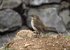 Upucerthia validirostris