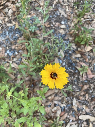 Coreopsis basalis image