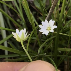 Stellaria longipes