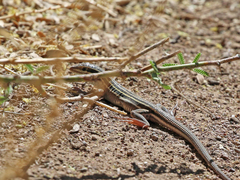 Aspidoscelis uniparens