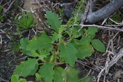 Solanum capense