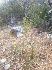 Lomatium marginatum marginatum