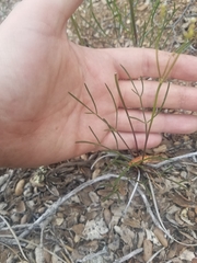 Lomatium marginatum marginatum