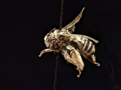 Melissodes tristis
