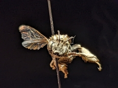 Melissodes tristis