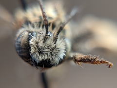 Melissodes tristis
