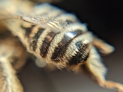 Melissodes tristis