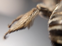 Melissodes tristis