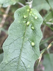 Ditylenchus phyllobius