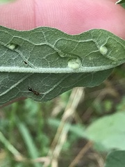 Ditylenchus phyllobius