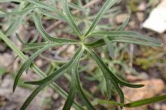 Delphinium treleasei