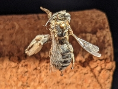 Melissodes tristis