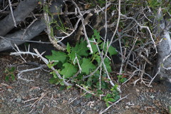 Solanum capense