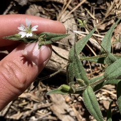 Pseudostellaria jamesiana