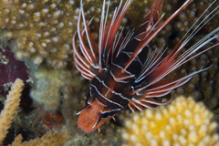 Pterois radiata