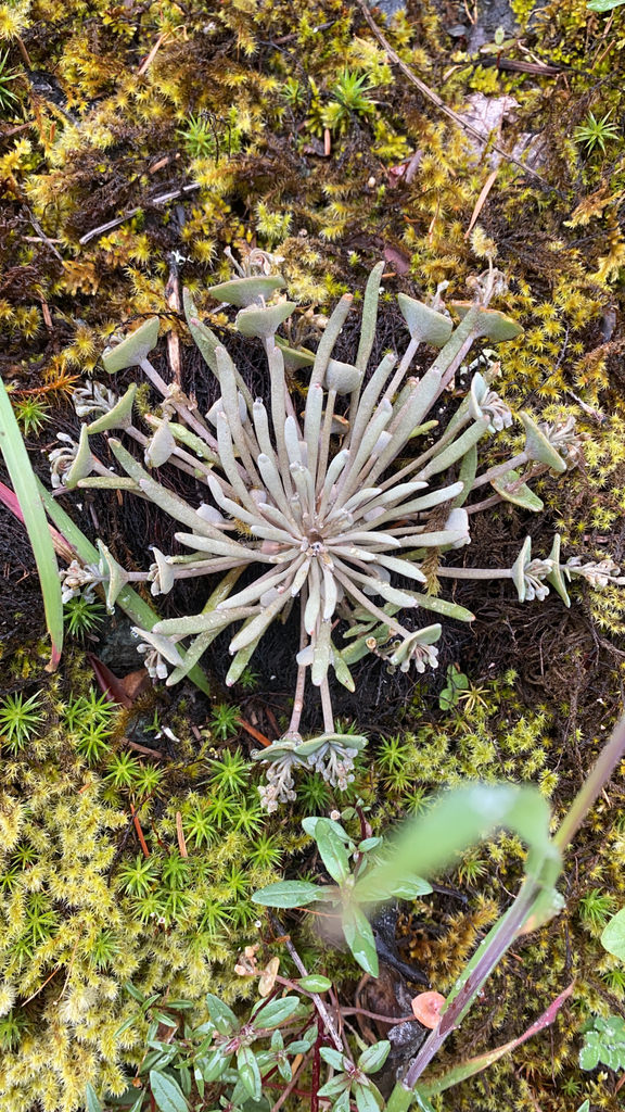 Claytonia sect. Limnia