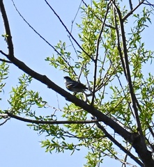 Setophaga coronata