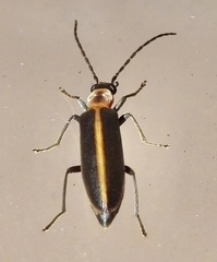 Oxycopis mimetica