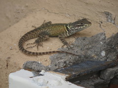 Sceloporus