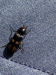 Selatosomus suckleyi