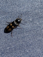 Selatosomus suckleyi