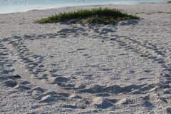 Caretta caretta