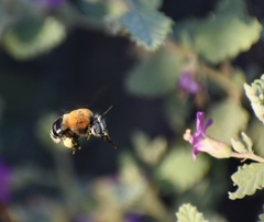 Anthophora hilaris
