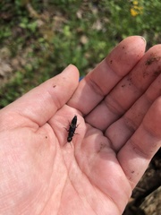 Platydracus violaceus