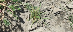 Triglochin scilloides