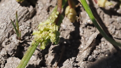 Triglochin scilloides