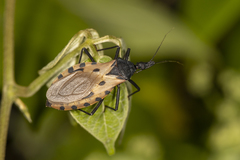 Triatoma dimidiata