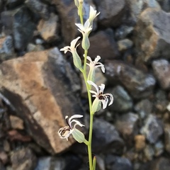 Streptanthus barbiger