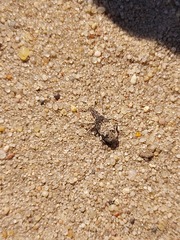 Bothynoderes affinis