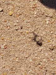 Bothynoderes affinis