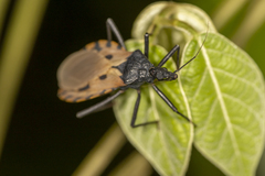 Triatoma dimidiata