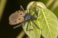 Triatoma dimidiata