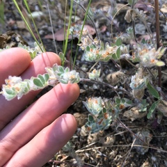 Acmispon brachycarpus