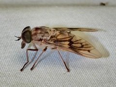 Tabanus equalis