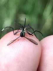 Psorophora longipalpus