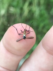 Psorophora longipalpus