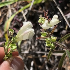 Scutellaria californica