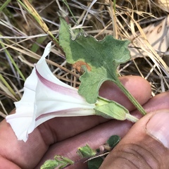 Calystegia collina oxyphylla