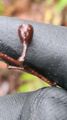 Eucalyptus paniculata
